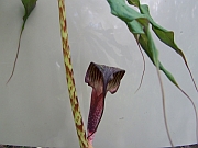 Arisaema taiwanense